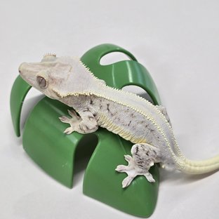 백호