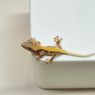 릴리화이트 솔리드백 풀핀