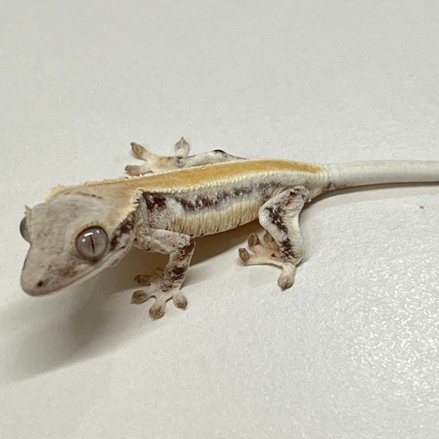 릴리화이트 솔리드백 풀핀