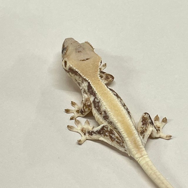 릴리화이트 솔리드백 풀핀