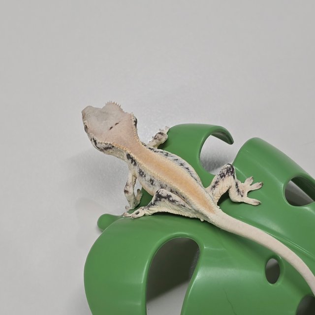 릴리화이트 풀핀 솔리드백