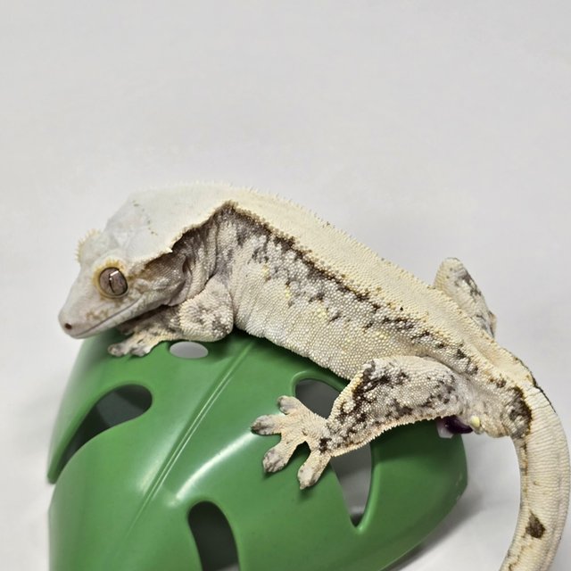 노멀 드리피 솔리드백 화이트스팟