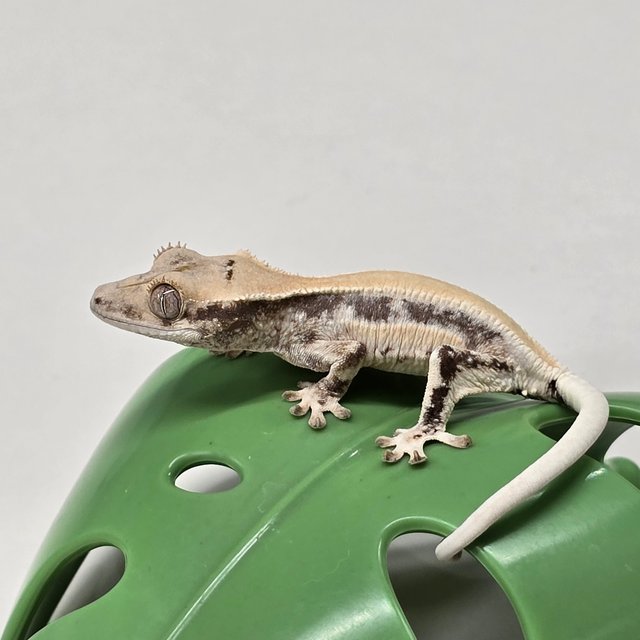 릴리화이트 솔리드백 풀핀