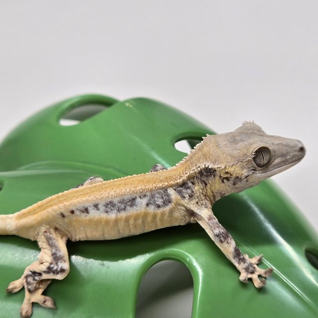 릴리화이트 솔리드백 풀핀