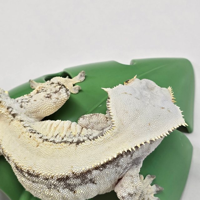 노멀 드리피 솔리드백 화이트스팟