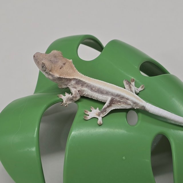 릴리화이트 솔리드백 풀핀