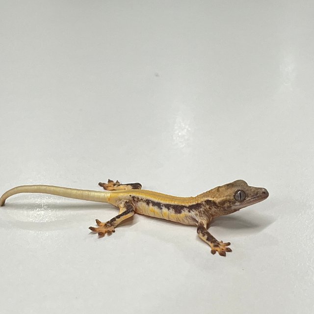 릴리화이트 솔리드백 풀핀