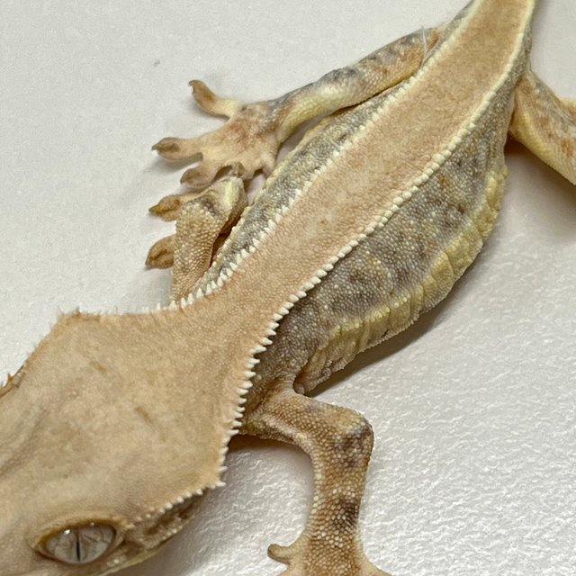 트라이 릴리화이트 솔리드백 풀핀