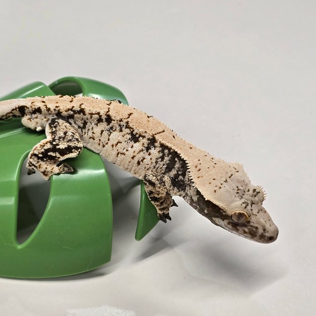 노멀 드리피 화이트스팟