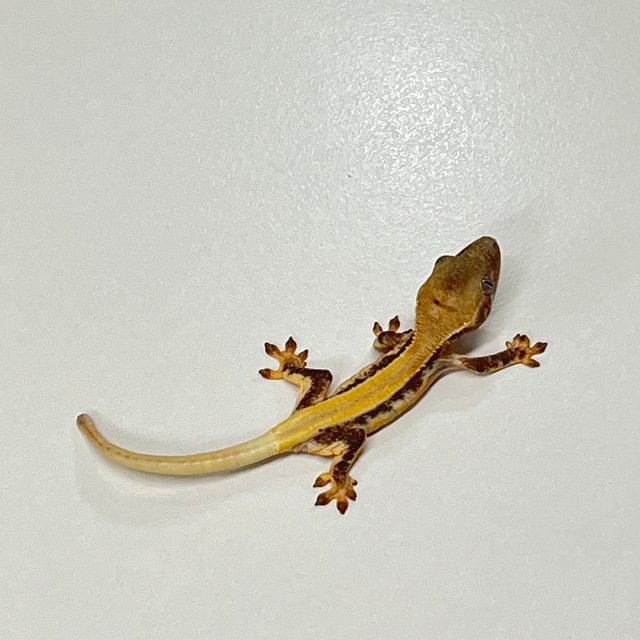 릴리화이트 솔리드백 풀핀