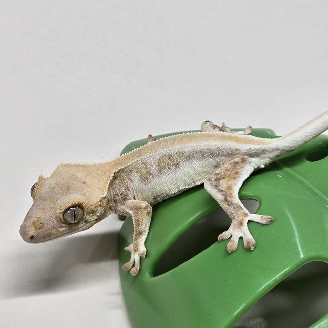 릴리화이트 솔리드백 풀핀