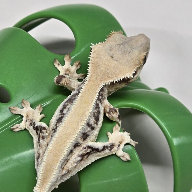 릴리화이트 솔리드백 풀핀