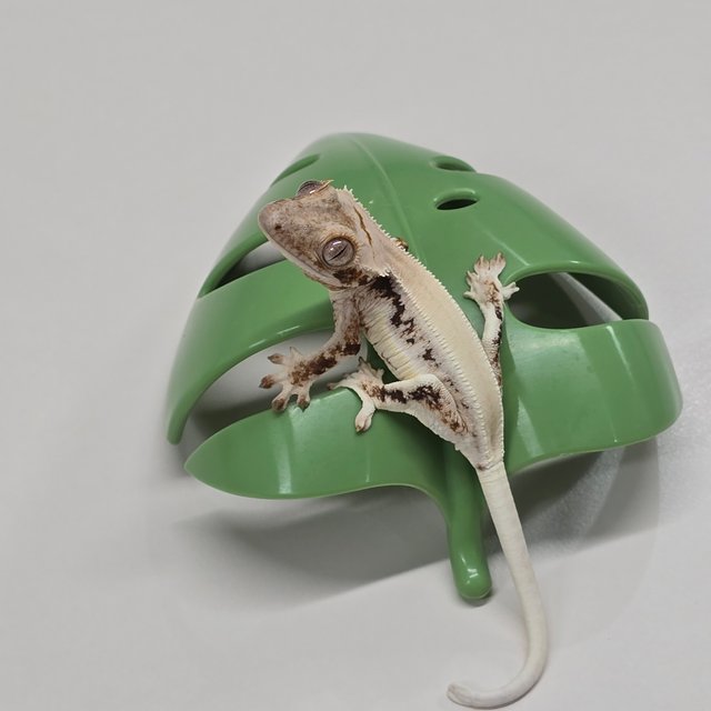 릴리화이트 솔리드백 풀핀