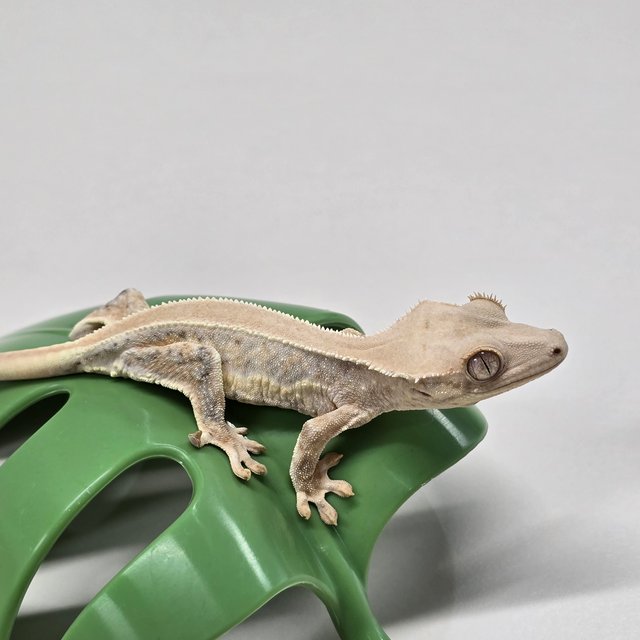 트라이 릴리화이트 솔리드백 풀핀