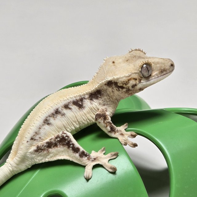 릴리화이트 솔리드백 풀핀