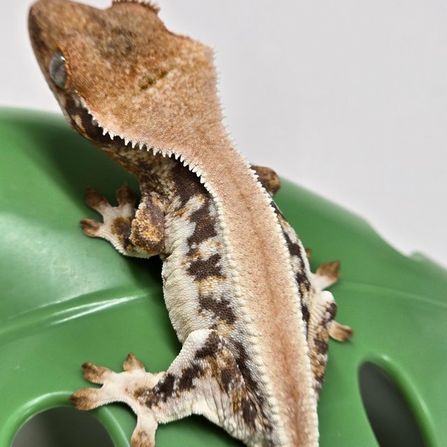 릴리화이트 솔리드백 풀핀