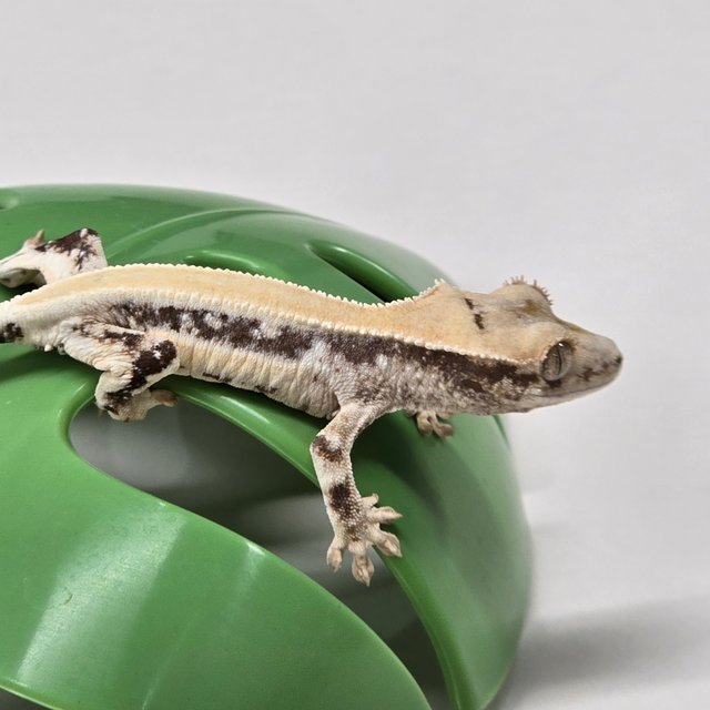 릴리화이트 솔리드백 풀핀