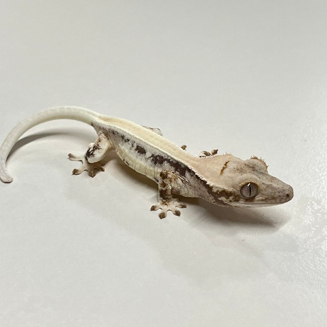 릴리화이트 솔리드백 풀핀