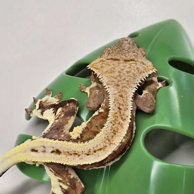 릴리100%헷아잔틱