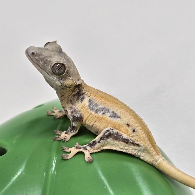 릴리화이트 솔리드백 풀핀