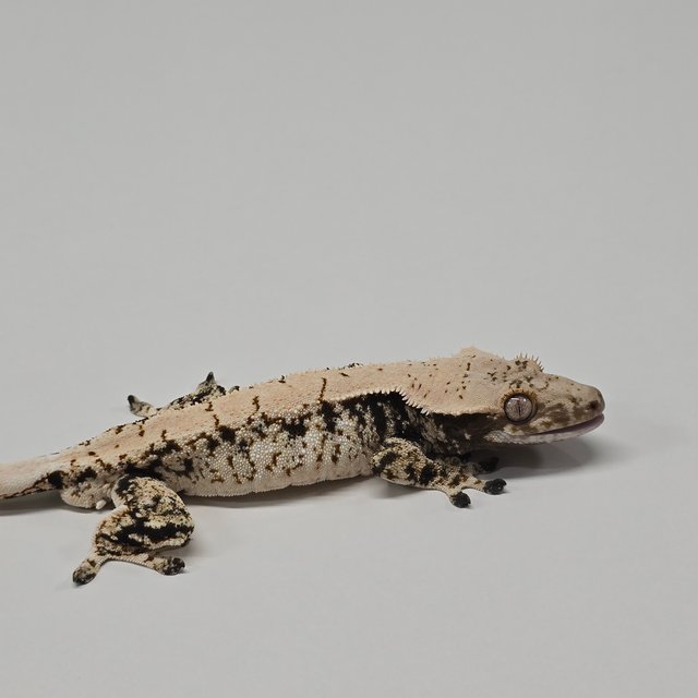 노멀 드리피 화이트스팟