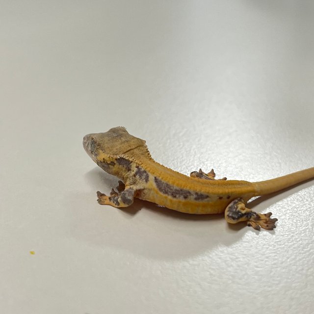 릴리화이트 솔리드백 풀핀