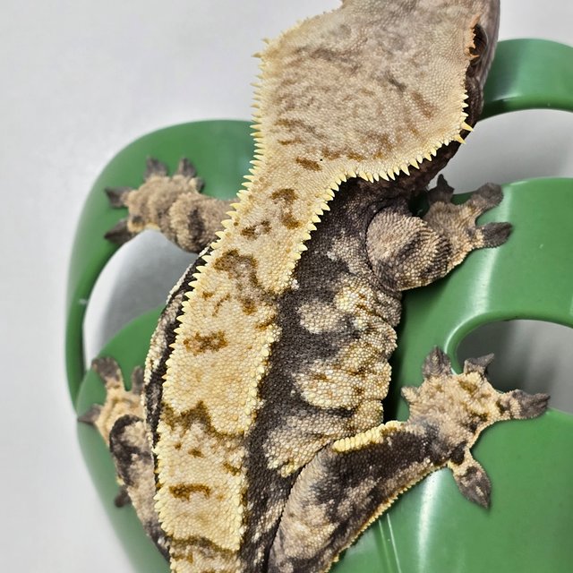 노멀 익스트림할리퀸