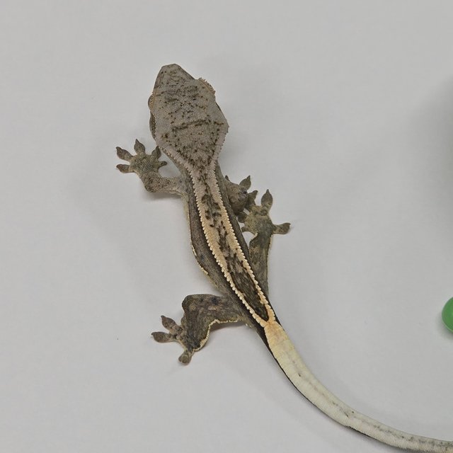 100%헷아잔틱 쿼드 풀핀