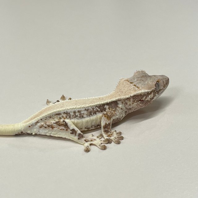 릴리화이트 솔리드백 풀핀