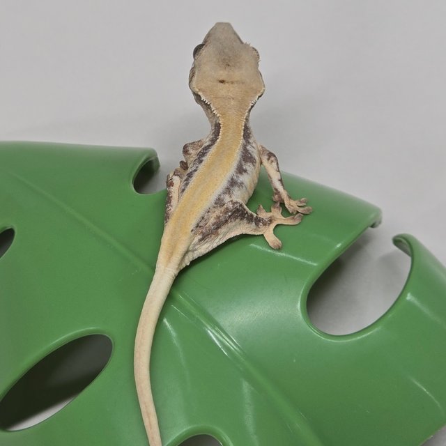 릴리화이트 솔리드백 풀핀