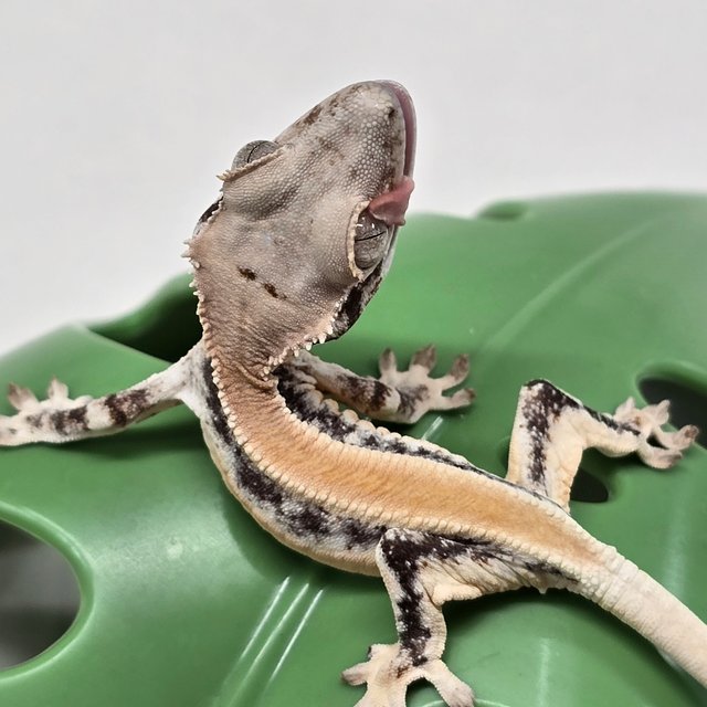 릴리화이트 솔리드백 풀핀