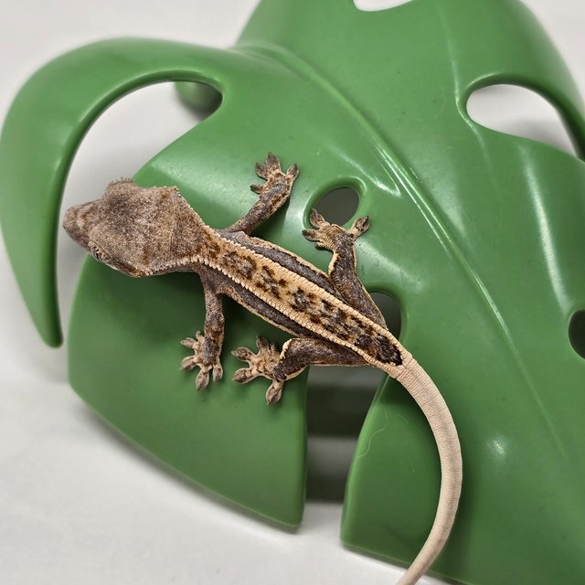 노멀 쿼드 풀핀