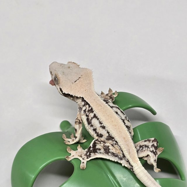 릴리화이트 솔리드백 풀핀