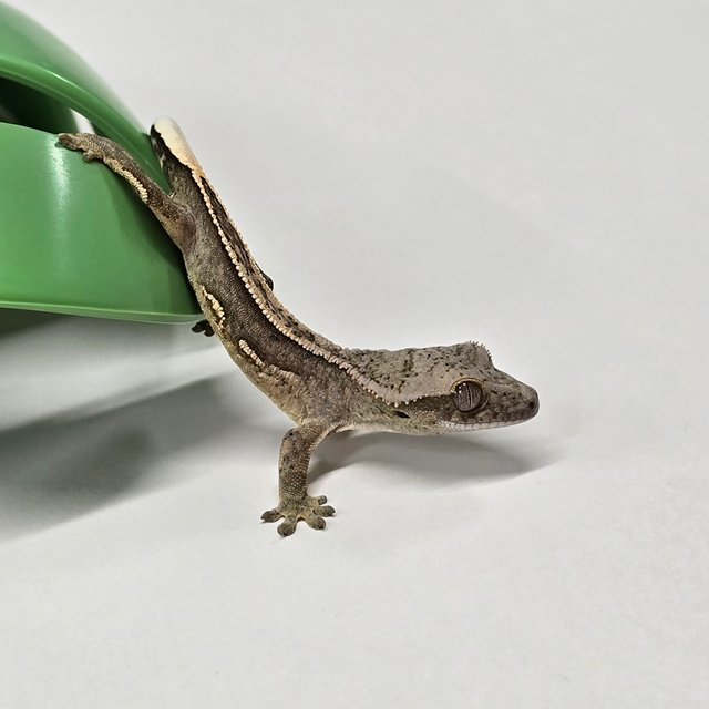 100%헷아잔틱 쿼드 풀핀