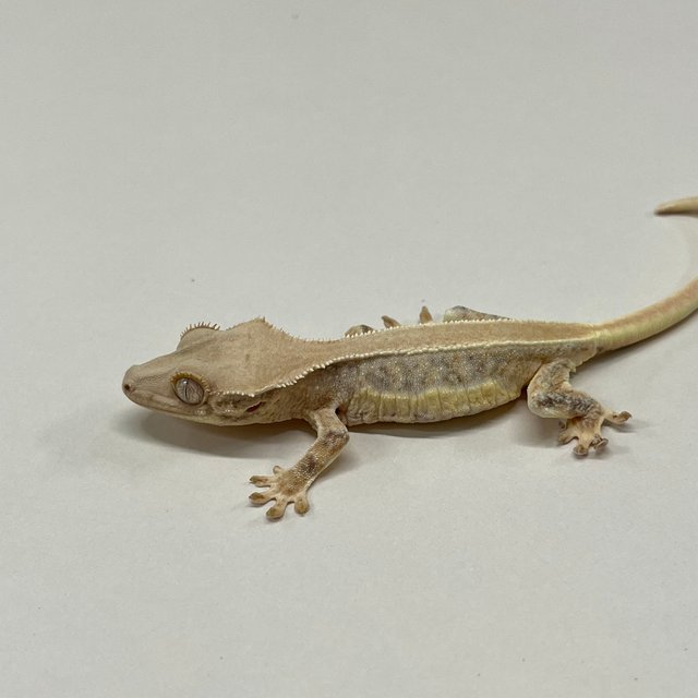 트라이 릴리화이트 솔리드백 풀핀