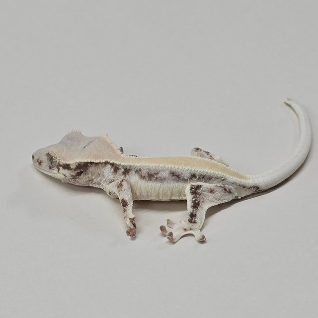 릴리화이트 솔리드백 풀핀