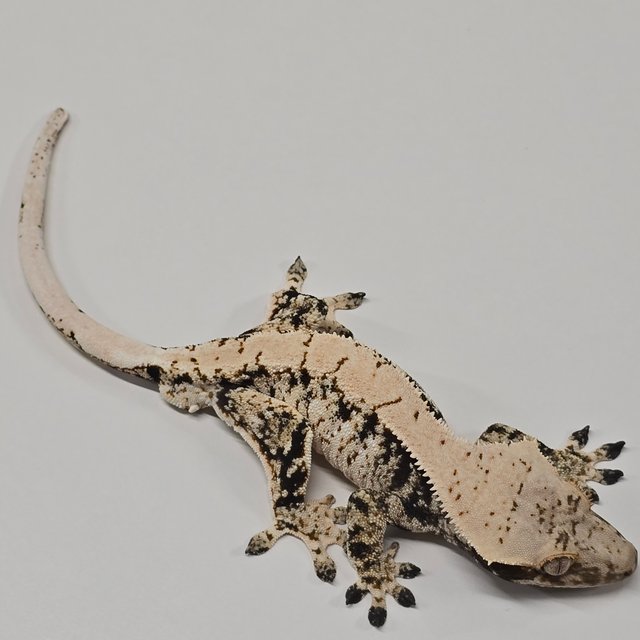 노멀 드리피 화이트스팟