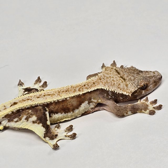 릴리100%헷아잔틱