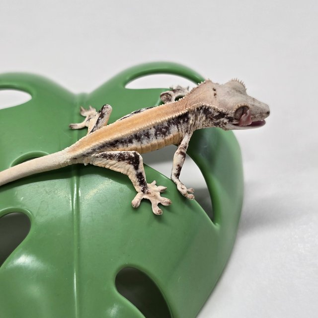 릴리화이트 솔리드백 풀핀