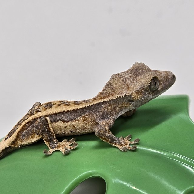 노멀 쿼드 풀핀