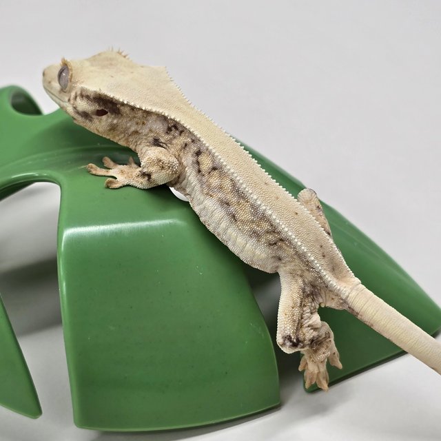 릴리화이트 풀핀