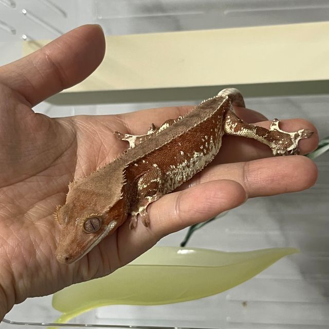 릴리화이트 팬텀 레드