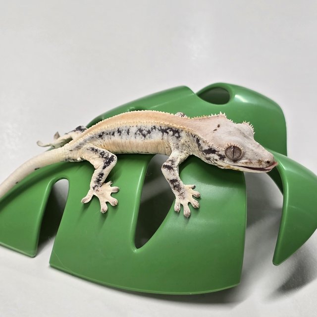 릴리화이트 풀핀 솔리드백