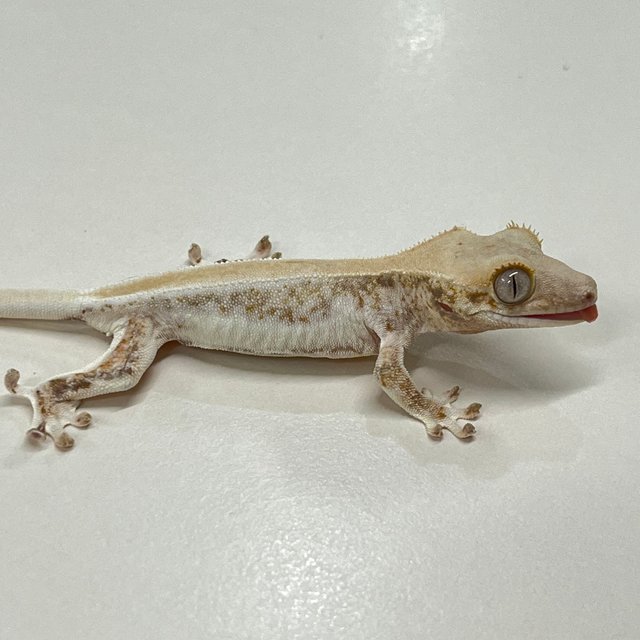 릴리화이트 솔리드백 풀핀