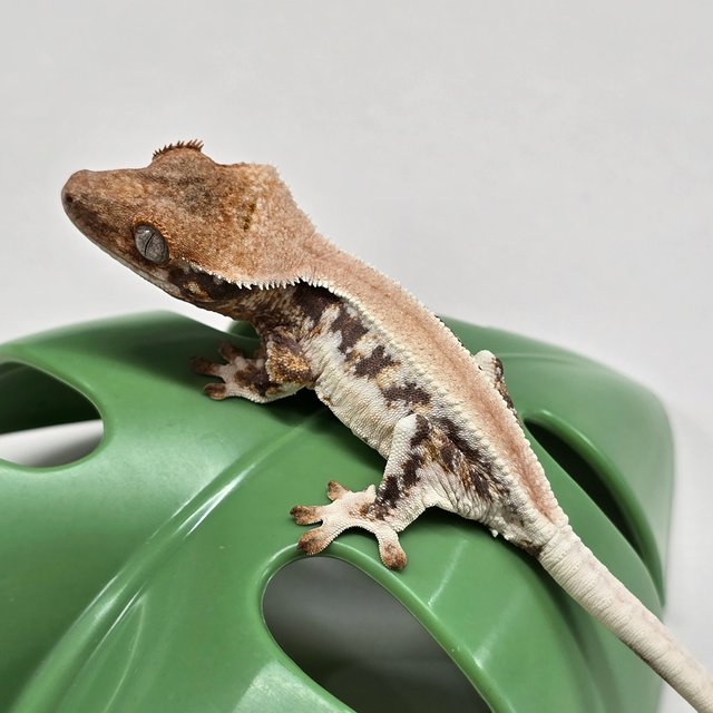 릴리화이트 솔리드백 풀핀