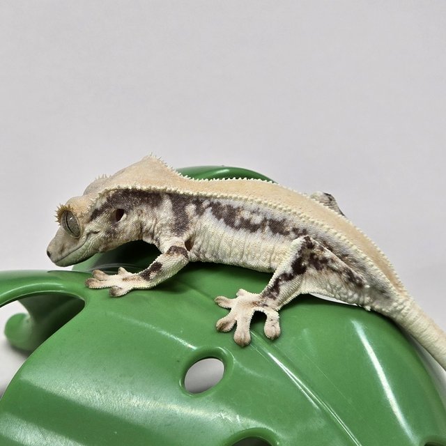 릴리화이트 솔리드백 풀핀