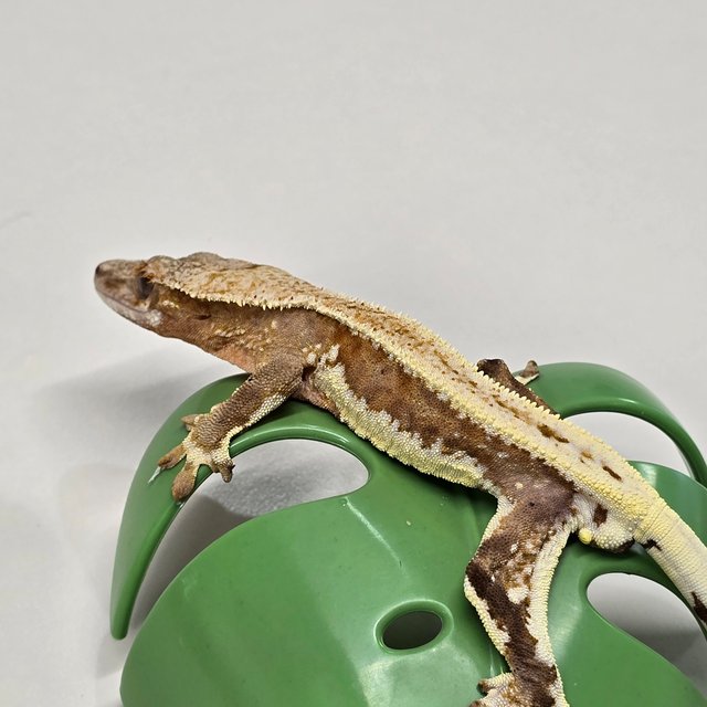 릴리100%헷아잔틱