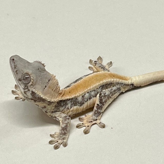 릴리화이트 풀핀