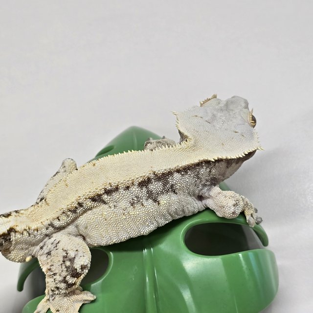 노멀 드리피 솔리드백 화이트스팟