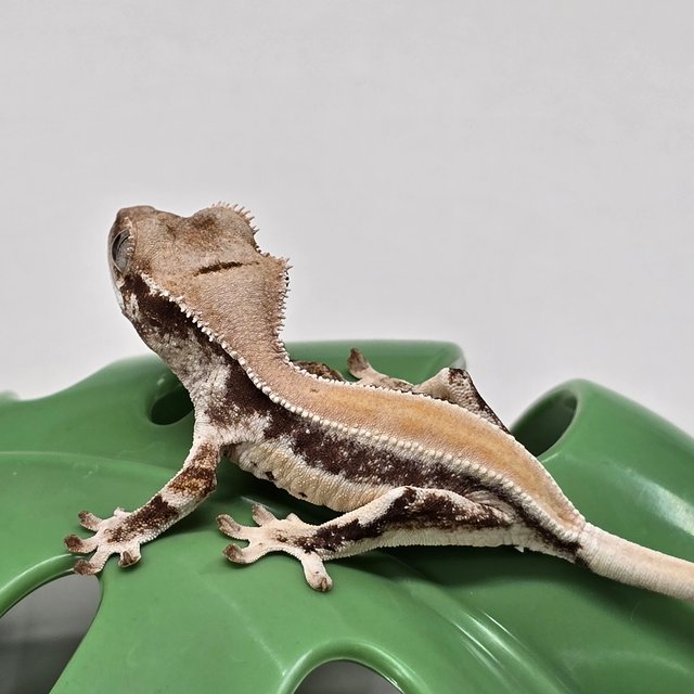 릴리화이트 솔리드백 풀핀